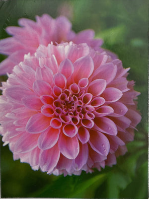 Dahlia Flower Cutter Set (10 pieces)